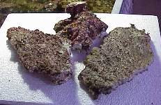 tonga slab live rock