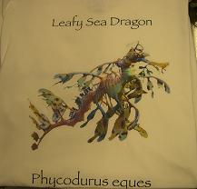 T shirt Leafy sea dragon