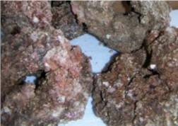cultured fiji rock eco friendly