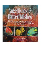 Angelfishes, Butterflyfishes, Michael
