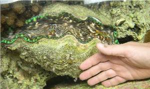 big deresa clam for sale