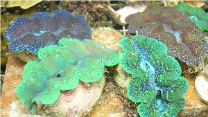 Tridacn maxima clams for sale