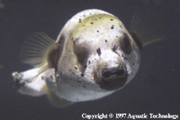 dog face puffer for sale