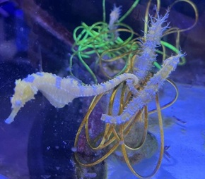 seahorse-adult